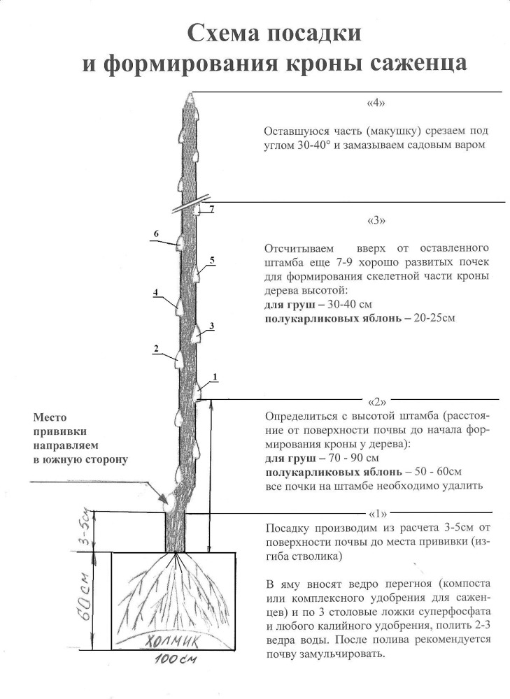 Как правильно сажать колоновидные яблони и груши 45
